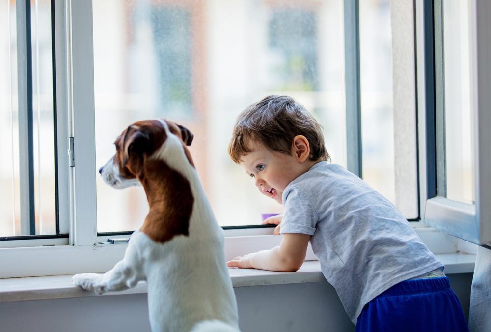 How Scratch-Resistant Window Film Benefits Dog Owners